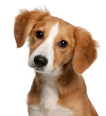 Puppy